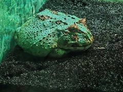 -上海大自然野生昆虫馆