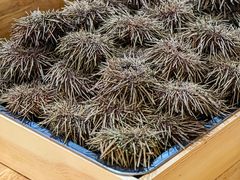 -鮨乐亭Omakase·海胆宴