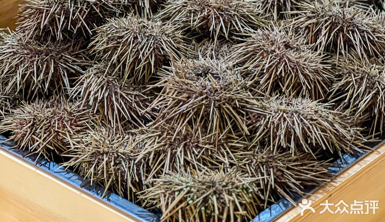 人均200➕的海胆宴，人生第一次海胆吃到饱❗