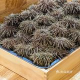 人均200➕的海胆宴，人生第一次海胆吃到饱❗