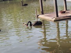 -溱湖国家湿地公园