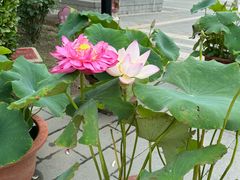 -莲花池公园