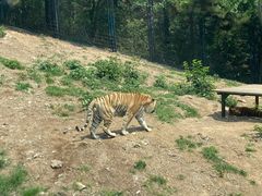 -大连森林动物园