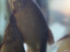 -煲来饱去冷水鱼