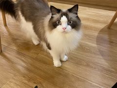 -滚猫咖啡·猫咖·猫友好撸猫(未来城店)