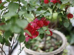 -树厨贵州菜(铜仁花果山店)