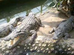 -石家庄市动物园