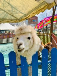 -萌宠亲子动物乐园(槐房万达店)