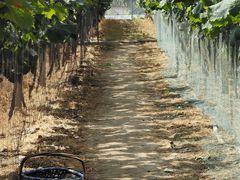 -马陆小张葡萄园农家乐