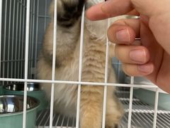-翊宠yipet猫狗购宠庄园犬舍•猫舍