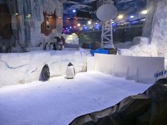 -芜湖新华联大白鲸海洋公园