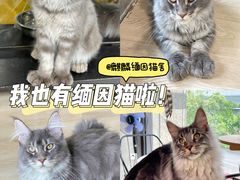 -十年猫舍·猫咪专门店(普陀店)