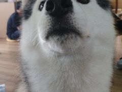 -Husky Go! 哈士奇体验馆·宠物咖啡厅狗咖
