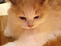 -滚猫咖啡·猫咖·猫友好撸猫(未来城店)