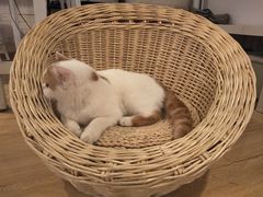 -Cappucimeow猫咪咖啡馆(韦伯时代店)