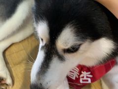 -Husky Go! 哈士奇体验馆·宠物咖啡厅狗咖