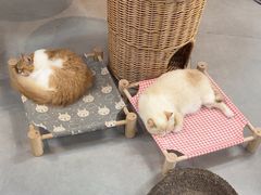 -Heymao猫咖.咖啡厅(东门店)