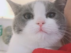 -lincat·猫舍(广州店)
