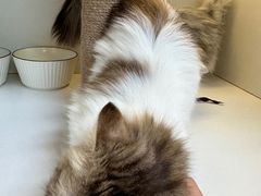 -十月米努特矮脚猫舍