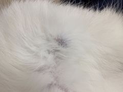 -萌兽医馆·绝育·24小时内科·宠物医院(德胜店)