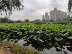 -前关湿地公园
