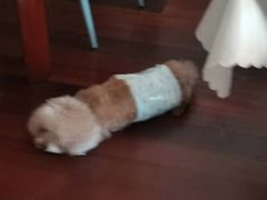 -1013 PET SHOP 宠物商店(近铁城市广场店)