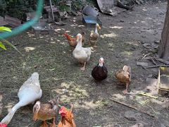 -老袁家蜜桃农场·阳山水蜜桃