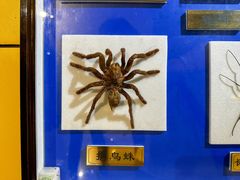 -上海昆虫博物馆