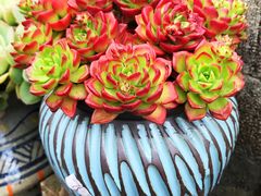 -三圣花乡旅游区