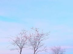 -乌兰布统草原