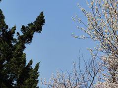 -桃花堤公园