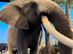 -陕西自然博物馆