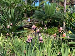 阿凡达-奥兰多迪士尼动物王国乐园