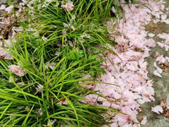 -高东镇樱花园