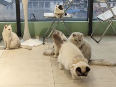 -怪兽屋·羊驼·猫咖·狗咖(俊华广场店)