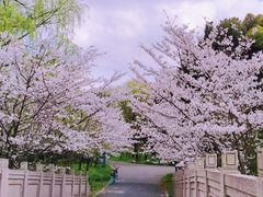 -顾村公园