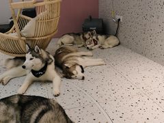 -Husky Go!哈士奇体验馆·宠物咖啡厅狗咖