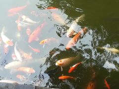 -珠海圆明新园