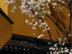 -龙华寺