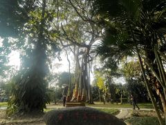 -瑞丽独树成林风景区