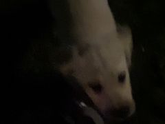 -翊宠yipet猫狗购宠庄园犬舍•猫舍