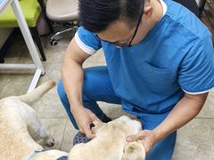 -美联众合动物医院·24h转诊中心