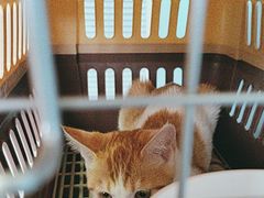 -瑞派福兴宠物医院犬猫全科·骨科·中西医结合(河东店)