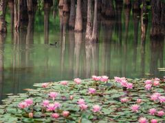 -白鹭湾湿地公园