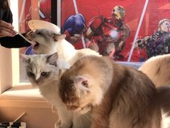 -瞄一喵猫咖(格力海岸店)