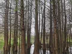 -溱湖国家湿地公园