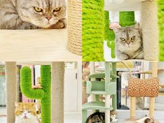 -喵园·猫主题咖啡厅·撸猫·猫咖(国贸店)