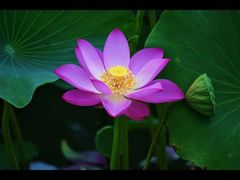 -桤木河湿地公园