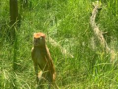 -青藏高原野生动物园