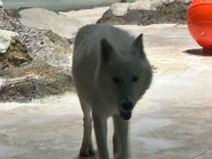 -珠海长隆海洋王国